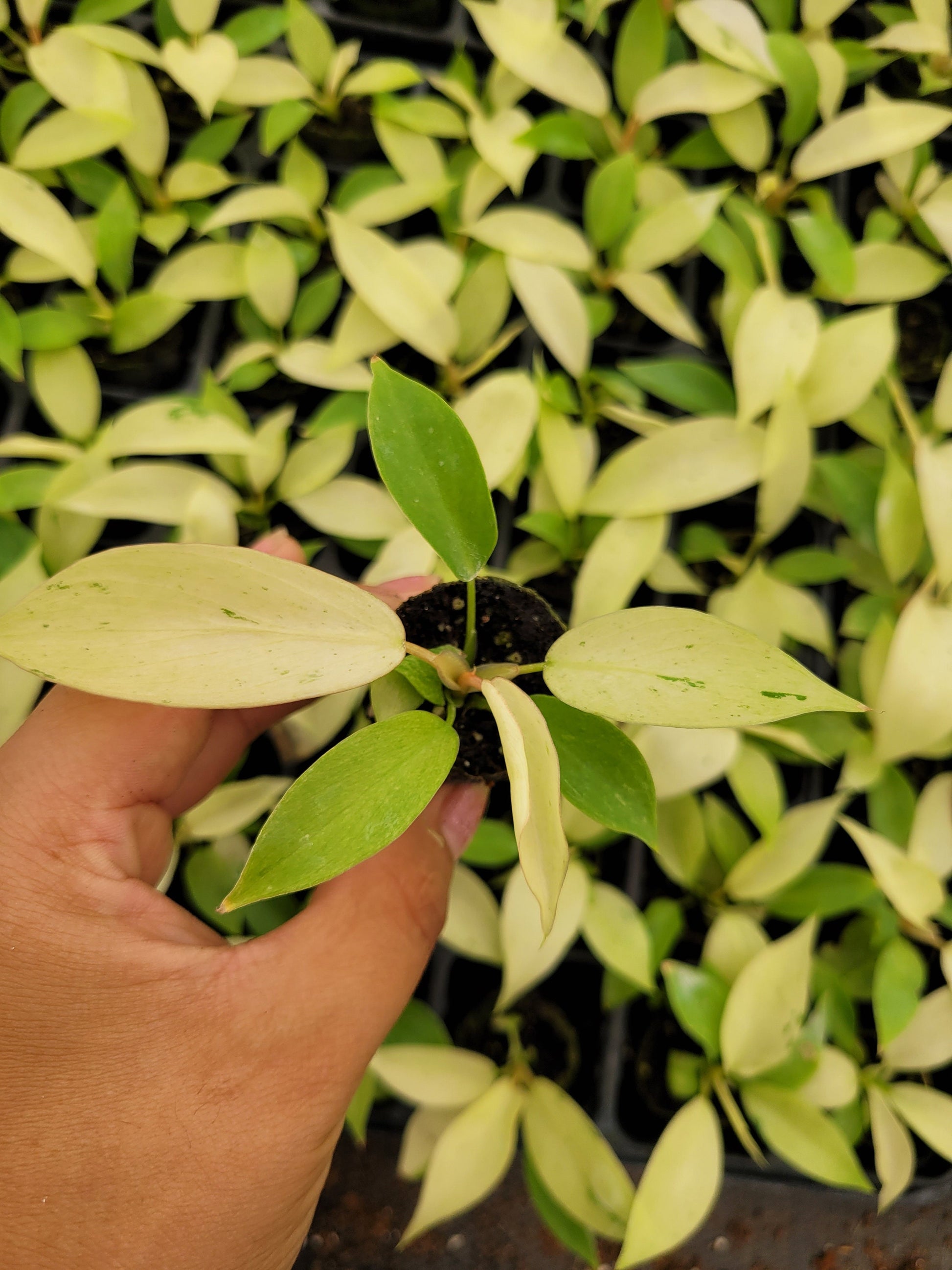 Baby Philodendron Snowdrift