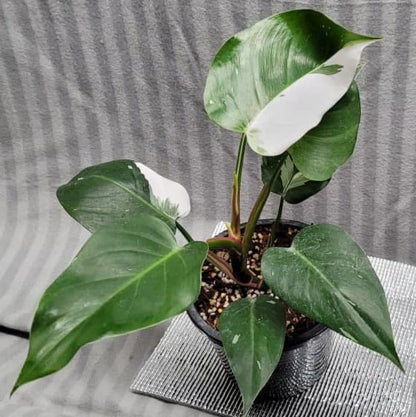 Baby/4" Philodendron White Princess
