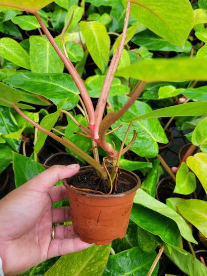 Baby/4" Philodendron Painted Lady