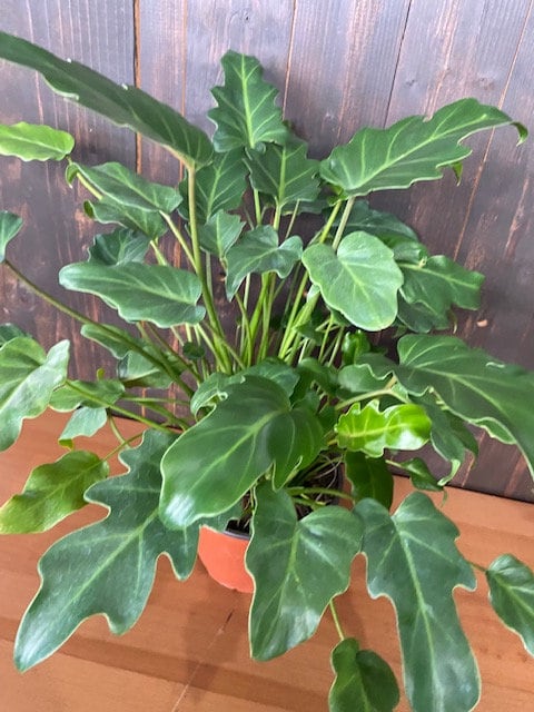 4"/6" Philodendron Xanadu