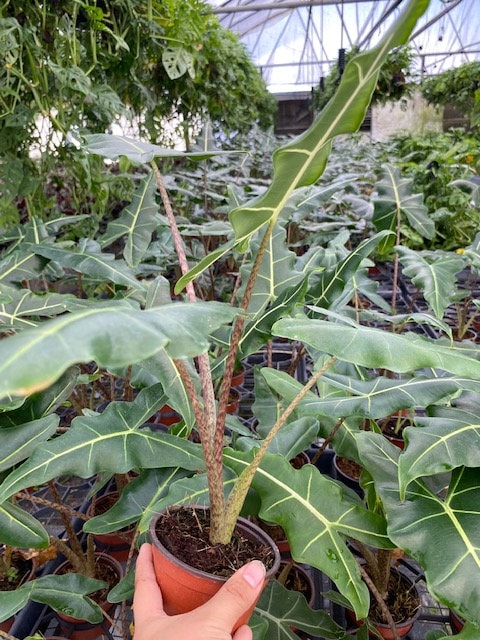 6" Alocasia Sarian