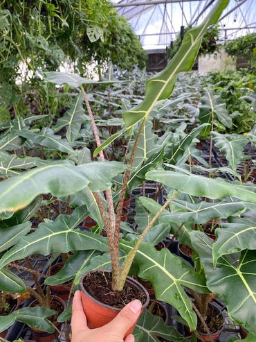 6" Alocasia Sarian