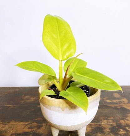 2" Baby Plant  Philodendron Golden Melinonii "RARE"