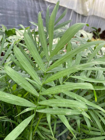 4" Neathe Bella Palm