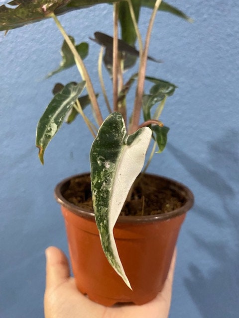 4" Alocasia Bambino Variegated 1 : Millions >>>> *RARE COLLECTIBLES*