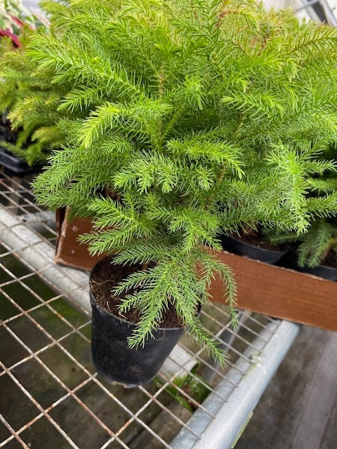 4" Norfolk Pine                                                                            Available now for Christmas