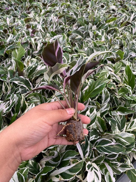calatheas white fusion Calathea White Fusion (2–4 inch plant)