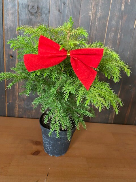 4" Norfolk Pine                                                                            Available now for Christmas