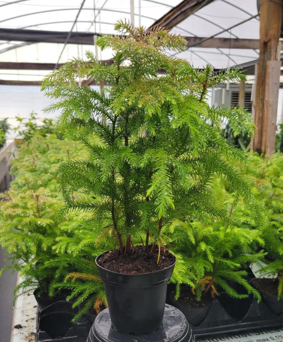 4" Norfolk Pine                                                                            Available now for Christmas