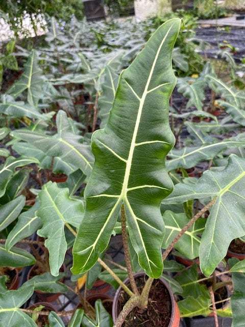 6" Alocasia Sarian
