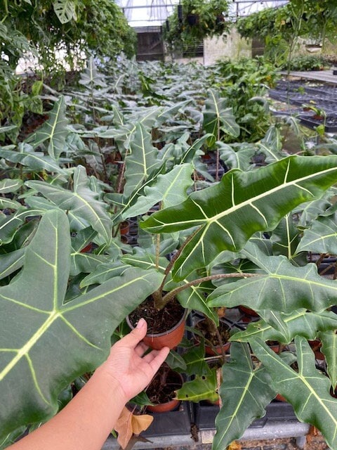6" Alocasia Sarian