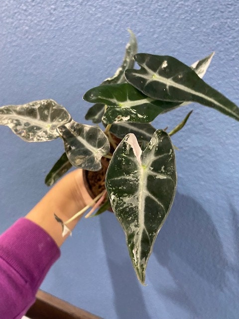4" Alocasia Bambino Variegated 1 : Millions >>>> *RARE COLLECTIBLES*