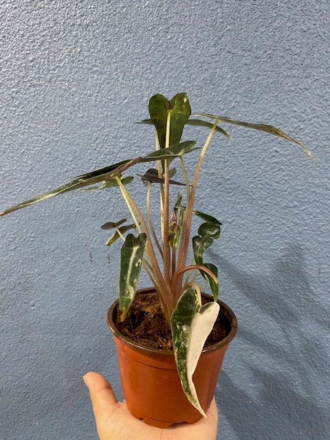 4" Alocasia Bambino Variegated 1 : Millions >>>> *RARE COLLECTIBLES*