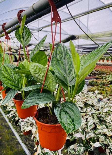 buy monstera peru Monstera Peru *RARE FIND*