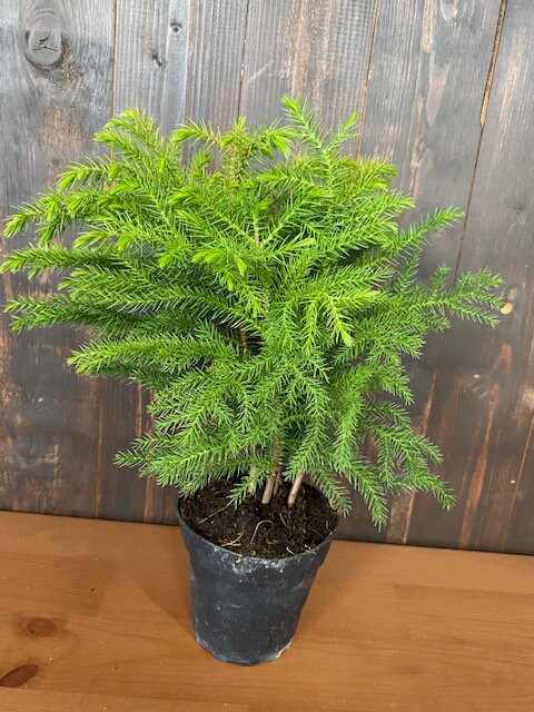 4" Norfolk Pine                                                                            Available now for Christmas