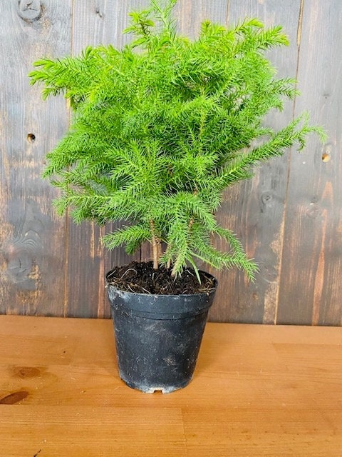 4" Norfolk Pine                                                                            Available now for Christmas
