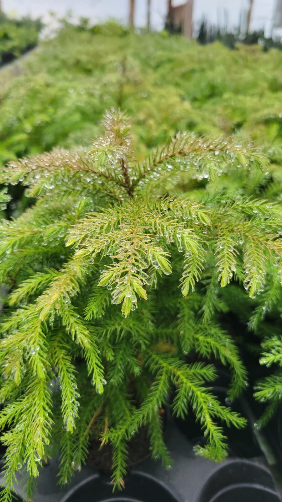 4" Norfolk Pine                                                                            Available now for Christmas