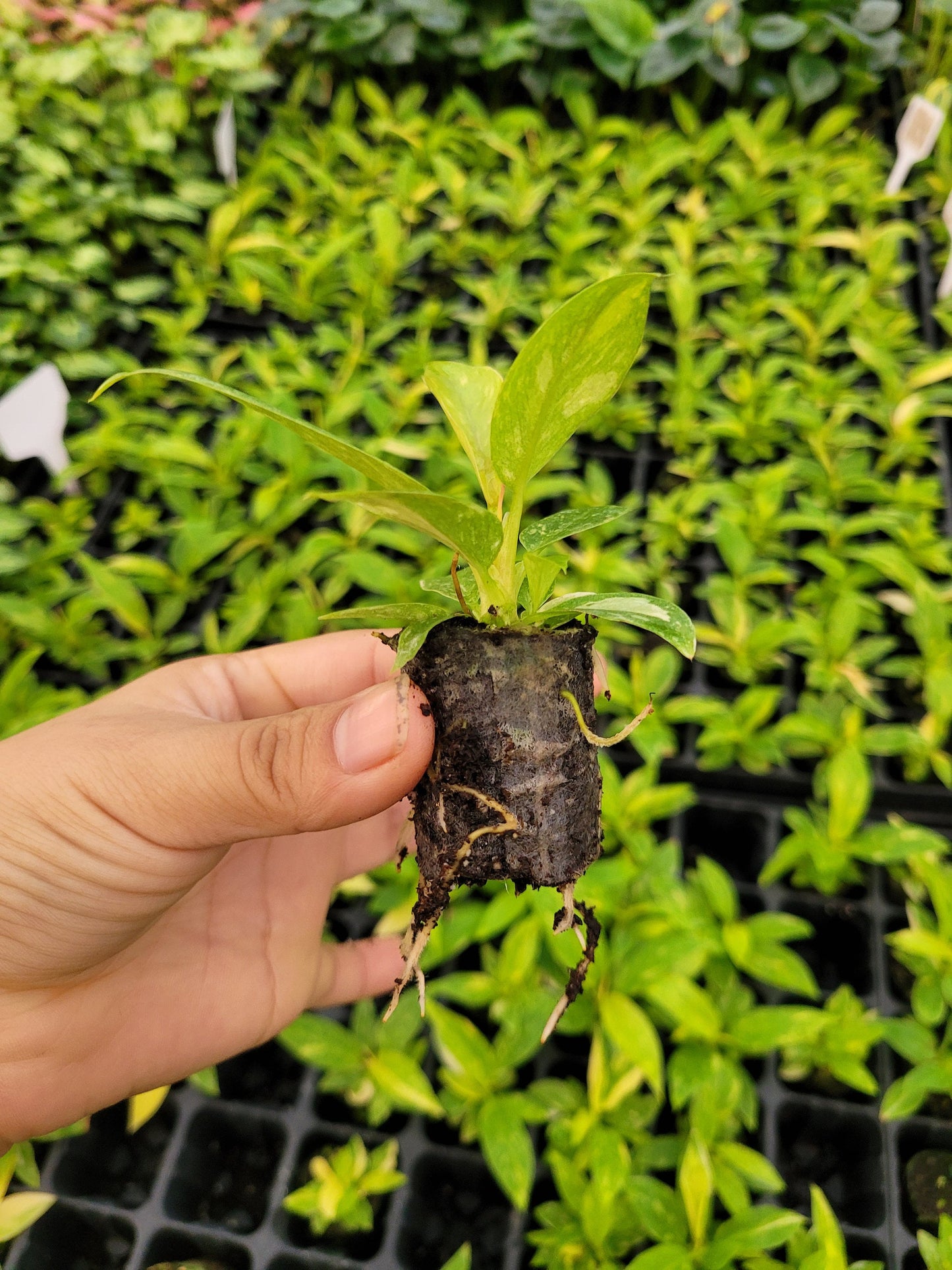 baby ring of fire philodendron Philodendron Ring Of Fire – Coollective Plants