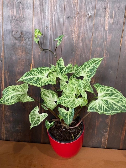 Baby Plant/4" Syngonium "Batik"