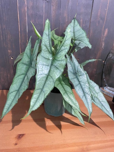 6" Alocasia Heterophylla (Dragons Breath)