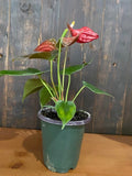 4" ANTHURIUM Coral Champion