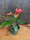 4" ANTHURIUM Coral Champion