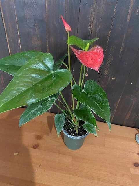 4" Anthurium Bambino Red