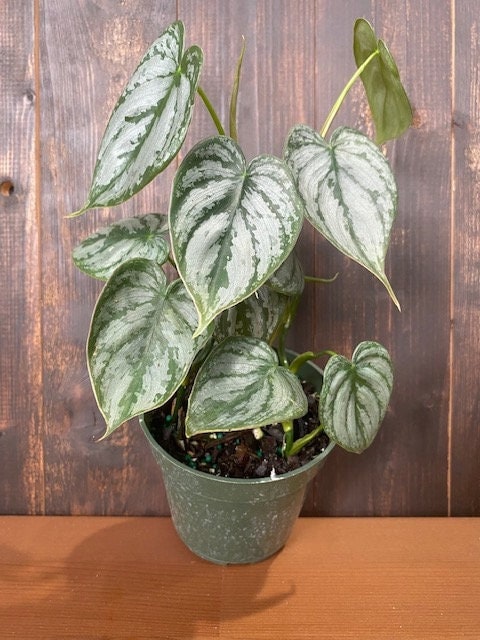 philodendron brandi care Philodendron Brandi (2–4 inch plant)