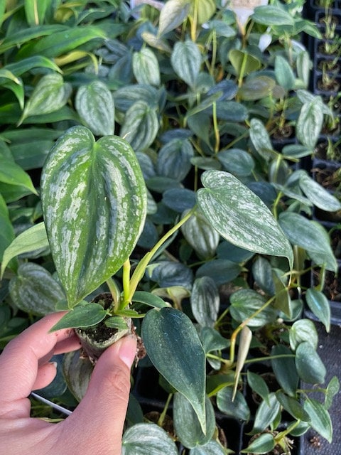 Baby Plant/4" Philodendron Brandi