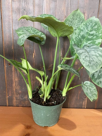6" Schismatoglottis Sarawak                      "Hard to Find"