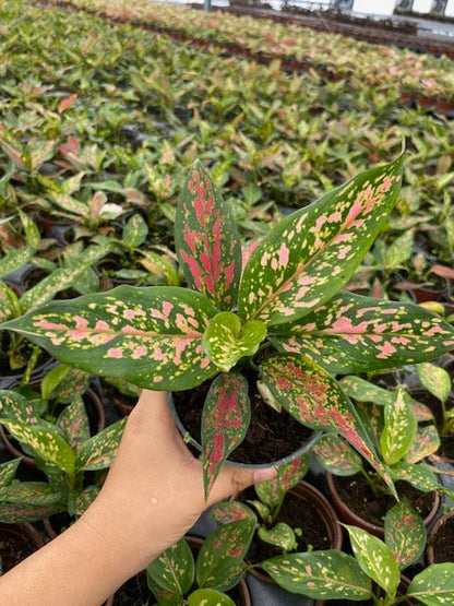 4" Aglaonema Lucky Red