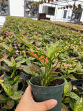 4" Aglaonema Lucky Red