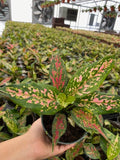 4" Aglaonema Lucky Red