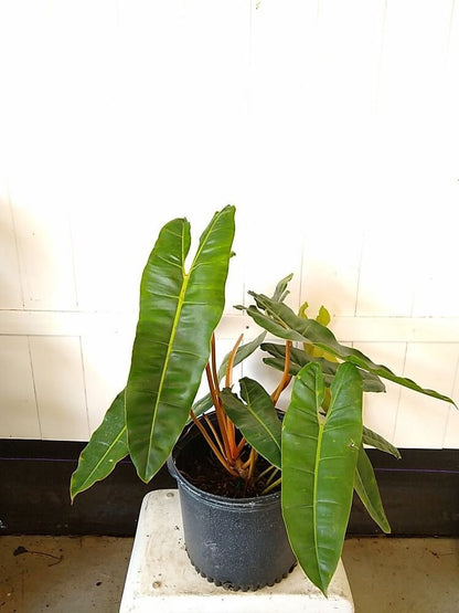 Baby Plant/4" Philodendron Billietiatiae Croat