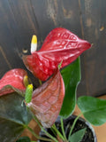 4" ANTHURIUM Coral Champion