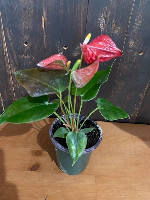 4" ANTHURIUM Coral Champion