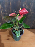 4" ANTHURIUM Coral Champion