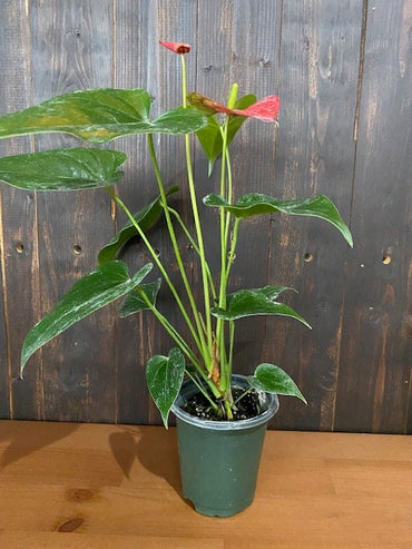 4" Anthurium Bambino Red