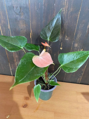 4" Anthurium Rainbow Champion