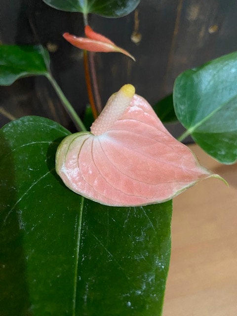 4" Anthurium Rainbow Champion
