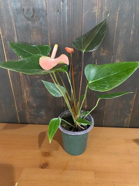 4" Anthurium Rainbow Champion