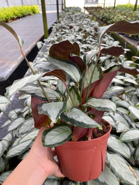 4" Calathea Picturata