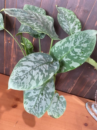 6" Schismatoglottis Sarawak                      "Hard to Find"