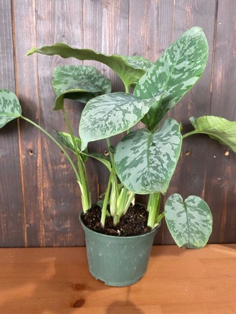 6" Schismatoglottis Sarawak                      "Hard to Find"