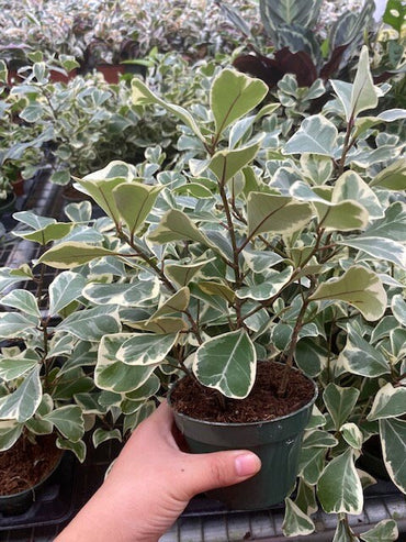 4"/6" Ficus Triangularis