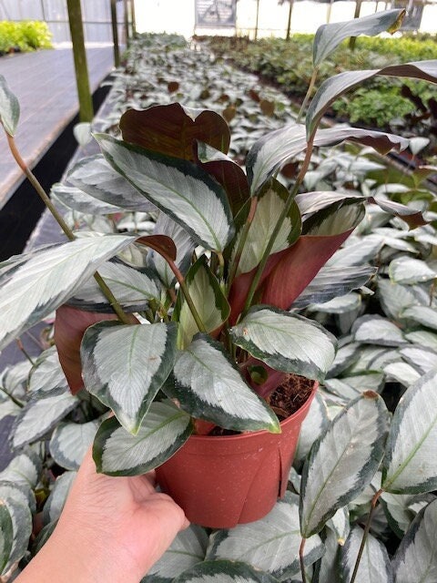 4" Calathea Picturata