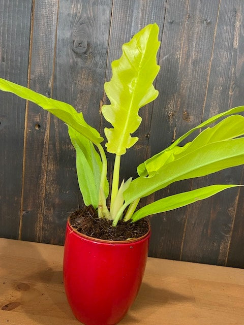 Baby Plant/4" Philodendron Golden Crocodile