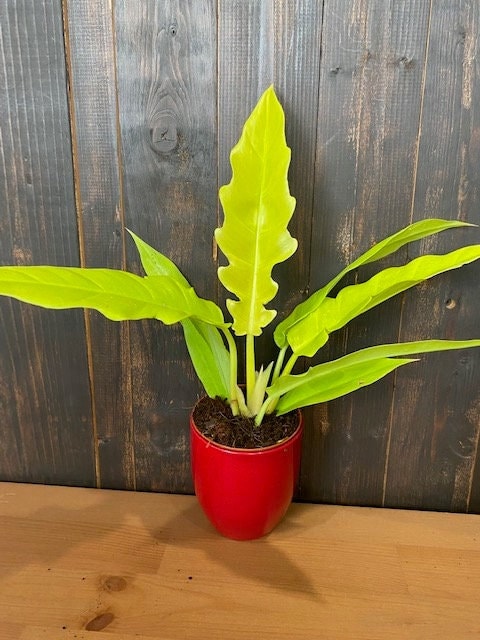 Baby Plant/4" Philodendron Golden Crocodile