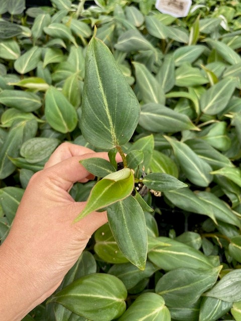 Baby Plant/4" Philodendron Gloriosum