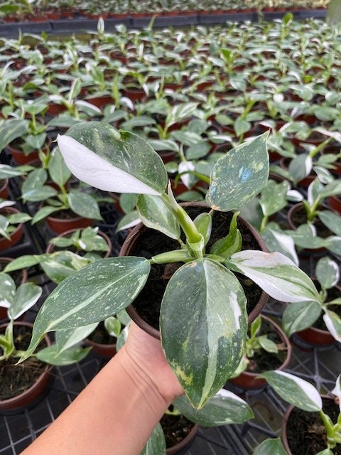 Baby Plant/4" Philodendron White Wizard